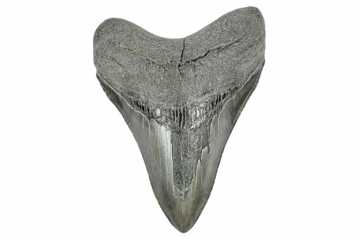 Serrated, Fossil Megalodon Tooth - South Carolina #340136